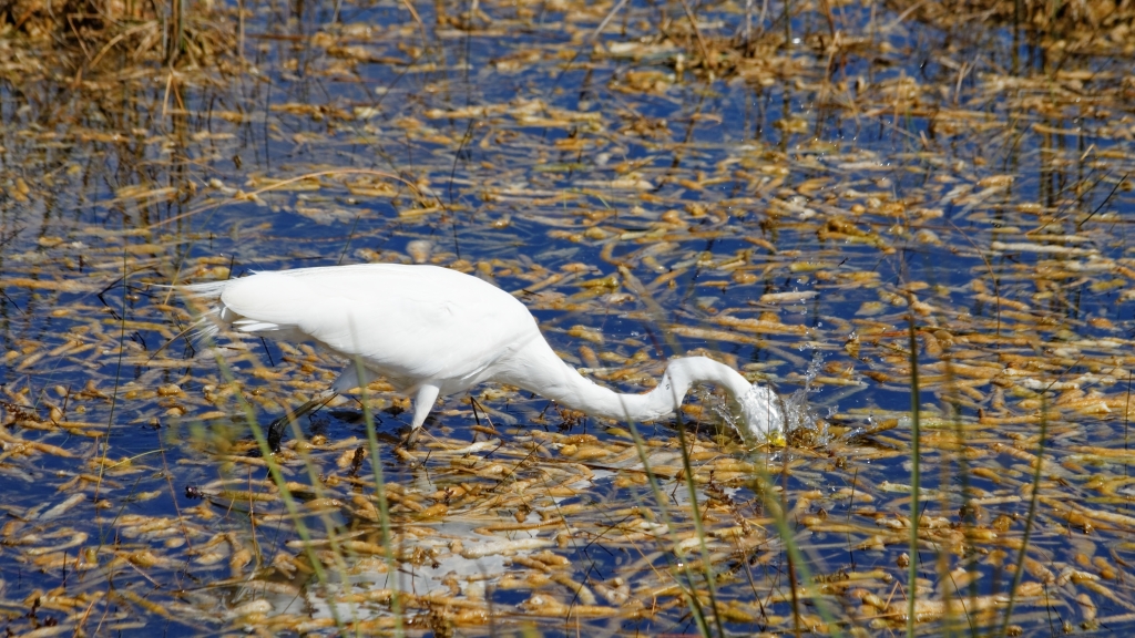 02 - Everglade NP (48) Grande Aigrette.jpg